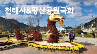 천태산천태사&양산황산공원국화축제 아미타대불