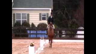 Roxy Dressage Paradise Farm