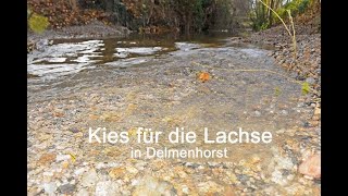 Kies für die Lachse in Delmenhorst