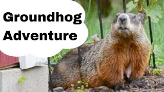 All About Groundhogs