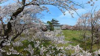 360VIDEO VR ５K 松前城　桜満開　Matsumae castle Hokkaido Japan