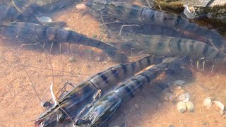 Today's luck is too good. The black tiger shrimp I met is bigger than a slap, and there are golden