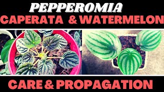 Pepperomia Caperata Silver & Pepperomia Watermelon Care and Propagation