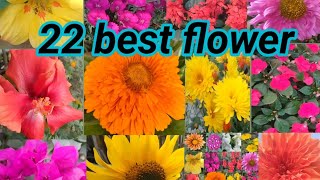 Best 22 flower name