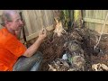 How to dig Banana tree roots?