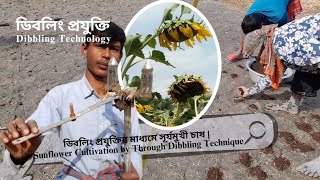 ডিবলিং প্রযুক্তির মাধ্যমে সূর্যমুখী চাষ | Sunflower Cultivation by Through Dibbling Technique