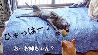 玩具を見るとついつい童心にかえってしまう甲斐犬【甲斐犬・柴犬