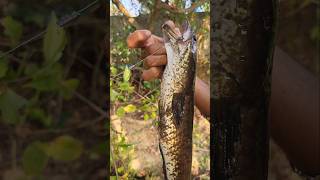 ആരും പോകാത്ത കുളത്തിൽ വീണ്ടും പോയി SNAKEHEAD FISHING |DAILY VLOG 11| #shorts #fishing #snakehead