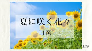 夏に咲く花々11選｜季節の花