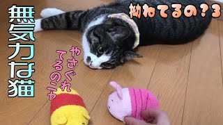 一人ぼっちの時間が長くていじけて無気力な猫 【cute kitten】【cute cat】 【子猫保護】