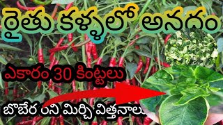 బోబెర రని మిర్చి విత్తనాలు in all mirchi seeds