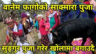 इलाम चुलाचुलीमा बसोबास गरिरहेका बानेम फागो लिम्बू हरुको साक्मारा पुजा limbu culture