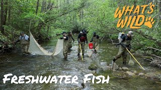 Freshwater Fish | What's Wild