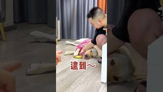 【旺仔很忙🐶】人与狗之间的信任危机…