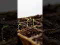 growing some #tomato from #seed #timelapse