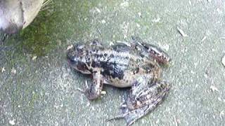 Screaming frog
