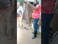 කොහොමද නයා king cobra