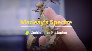 Introducing the Macleay's Spectre