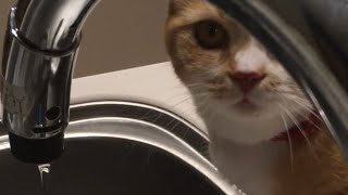 どうしても水道から水が飲みたい猫