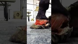 Hoof trimmer loved by horse . #shortvideo #healing #horse #love #cute