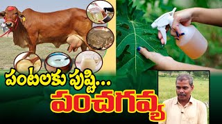 పంచగవ్య || కేవలం 100 రూపాయలతో తయారు - అద్భుత ఫలితాలు || Panchagavya Benefits || Dr.Shyamsunder Reddy