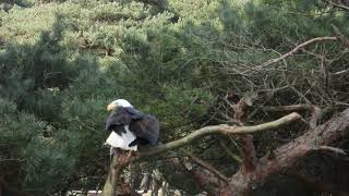 roofvogelsafari beekse bergen #baldeagles #arend #birds #birdslover