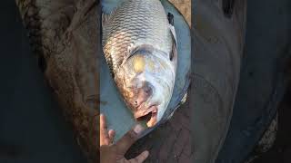 নদীর বিশাল কাতলা মাছ। কত  কেজি ওজন হবে? biggest catla fish price in wholesale fish market mawa ghat