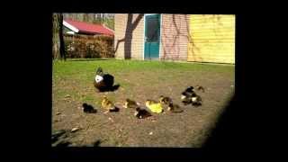 Moeder eend met kuikens - young duck fun funny animal