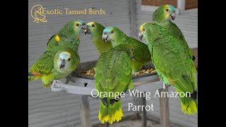 Exotic Tamed Birds -Orange Wing Amazon Parrot Talking Very Well at Exotic Birds Pet Store in Gurgaon