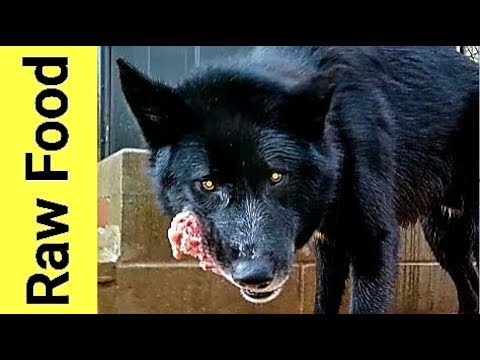 This Is What Happens When You Feed RAW food To Dogs!!! This Is What Happens When You Feed RAW food To Dogs!!!