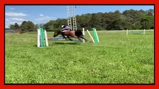 Funny Horses Show Strength Try Not To Laugh It's Really The Most Powerful Funny Horse Video #6