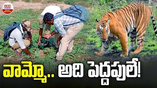 వామ్మో అది పెద్దపులే | ములుగు జిల్లాలో పెద్దపులి | వెంకటాపురం | ABN డిజిటల్