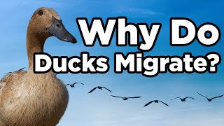 Why Do Ducks Migrate?