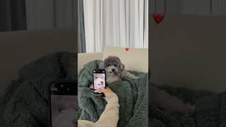 집에 손님오면 생기는일 #shrots #puppy #cutepuppy #cutedog #cute