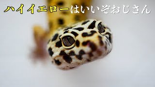 ヒョウモントカゲモドキ 飼育#75【ハイイエローはいいぞおじさん】