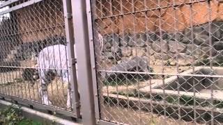 2014.11.24 東武動物公園☆ホワイトタイガーのロッキー【White tiger】_02