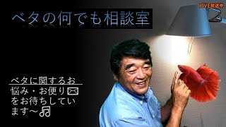 2020年7月8日【ベタの何でも相談室】編集版