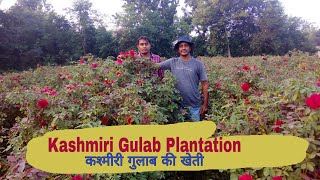 Kashmiri Rose Plantation/ कश्मीरी गुलाब की खेती