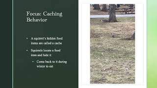 BIO 331 BOM Presentation: Eastern Grey Squirrel