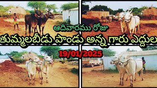 19/012025 ఆదివారము రోజు తుమ్మలబీడులో పాండు అన్న గారు ఎద్దులు ఏ విధంగా ఉన్నాయో చూడండి ఫ్రెండ్స్