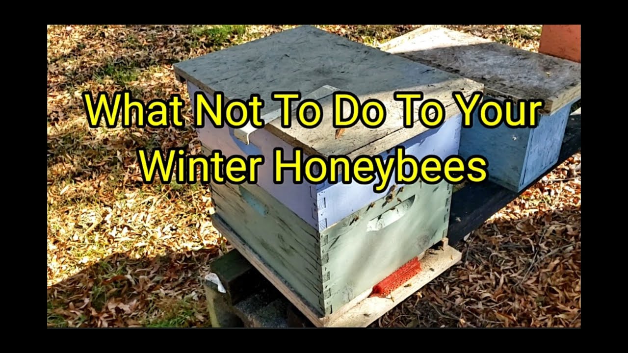 What Not To Do To Your Winter Honeybees - YouTube