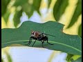 Flies are so mighty that they win battles, paralyse our minds, eat up our bodies.