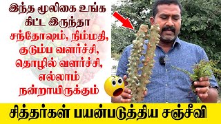 இந்த மூலிகை உங்க கிட்ட இருந்தா சந்தோஷம்,  குடும்ப வளர்ச்சி, தொழில் வளர்ச்சி, எல்லாம் நன்றாயிருக்கும்