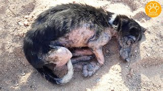 Neglected Dog with Severe Mange Left to Die alone, Rescued | Paws In Need