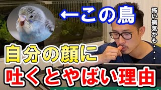 【質問コーナー】ベビー蛇の検診はいつがいい？鳥さんの副鼻腔炎の薬について、鳥さんの定期検診はどのぐらいの頻度？オスの溜糞って実は、、、などのお答えしました。