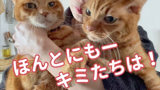 年の瀬だから？茶トラ兄弟のママ愛大暴走w　保護猫育て第469話