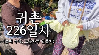 시골일상🍐녹차열매 따서 누룽지탕 사먹고, 방앗간 가서 고춧가루 만드는 자급자족 귀촌 일상(feat.고양이목욕)