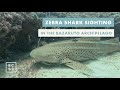 Zebra Shark Encounter in the Bazaruto Archipelago