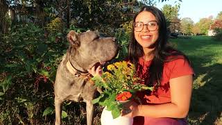 Our Family is Growing - Living with a Cane Corso