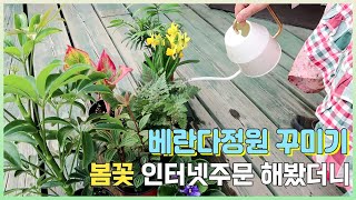 시골브이로그/베란다정원가꾸기/초보도 키울수있는 화초/언박싱/정원만들기/홈가드닝/홍콩야자/줄리아/오로라/거실정원/귀농귀촌